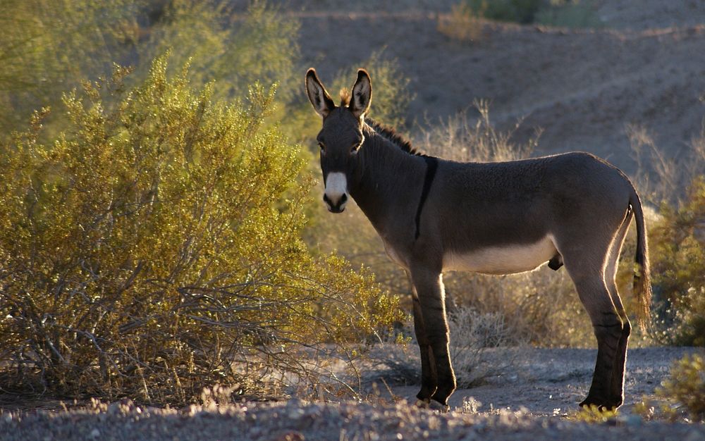 The burro was first introduced to North America with the arrival of the Spanish in the 1500&rsquo;s. Since, they have found…