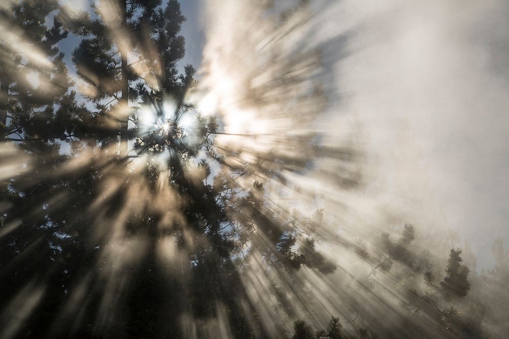 Sun shining through a tree and steam at Norris Geyser Basin. Original public domain image from Flickr