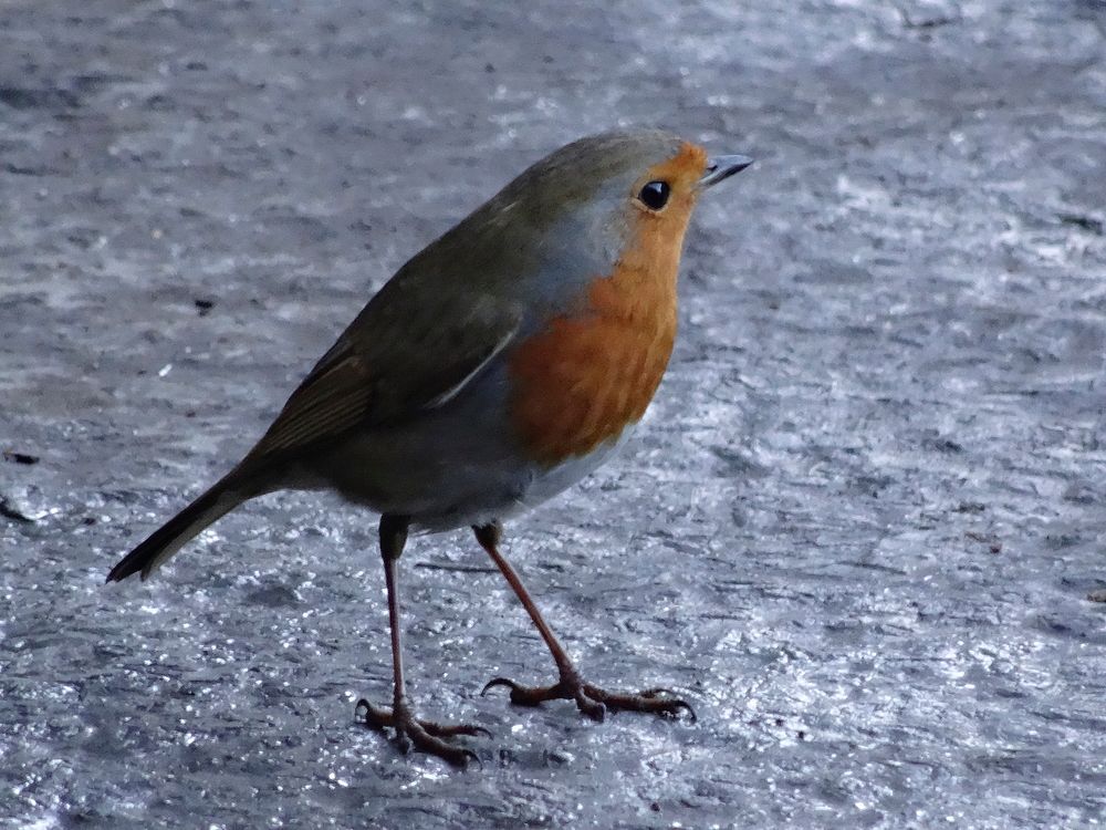 THIS IS DAVE THE ROBIN WHO LIVES AT THE NEW ENTERPRISE COACHES YARD IN TONBRIDGE.