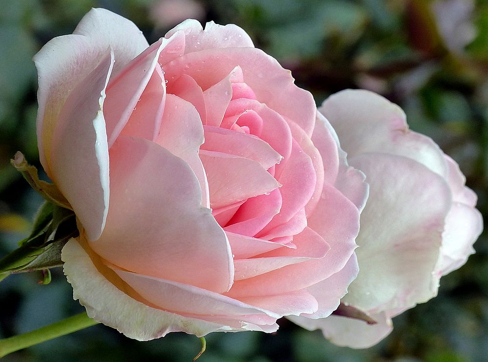 Nancy Steen rose, pink flower. Original public domain image from Flickr