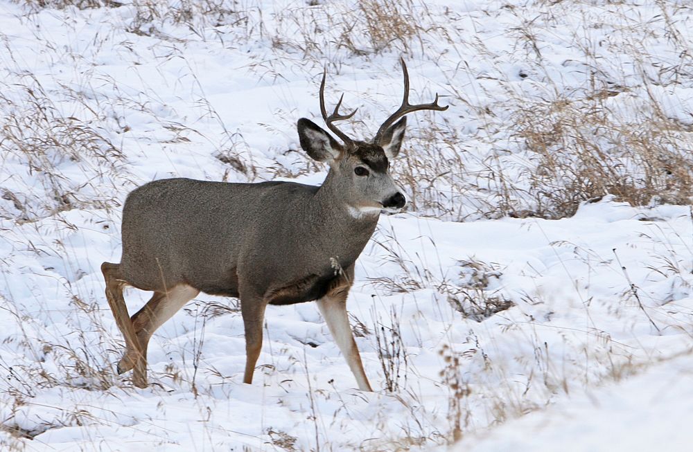 Mule deer near Phantom Lake by Jim Peaco. Original public domain image from Flickr