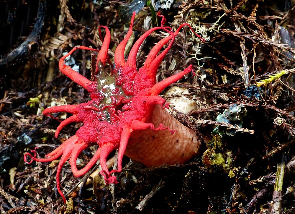 Aseroe rubra is a common southern hemisphere basidiomycete fungus found in Australia, some Pacific Island and New Zealand.