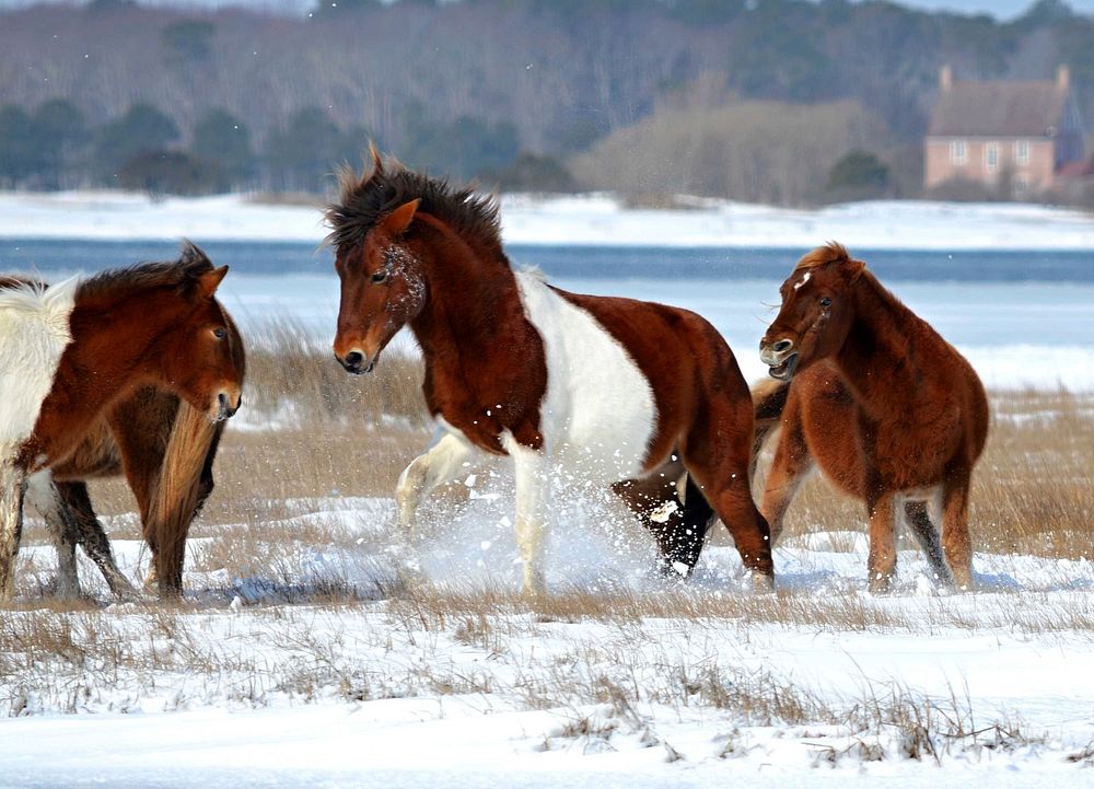 Wild horse. Horse Squabble (Winter 2015) .Original public domain image from Flickr