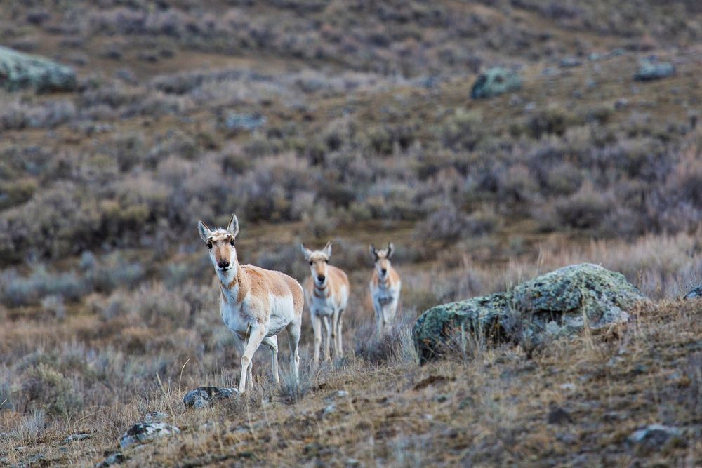Pronghorn on the move in Lamar Valley by Neal Herbert. Original public domain image from Flickr
