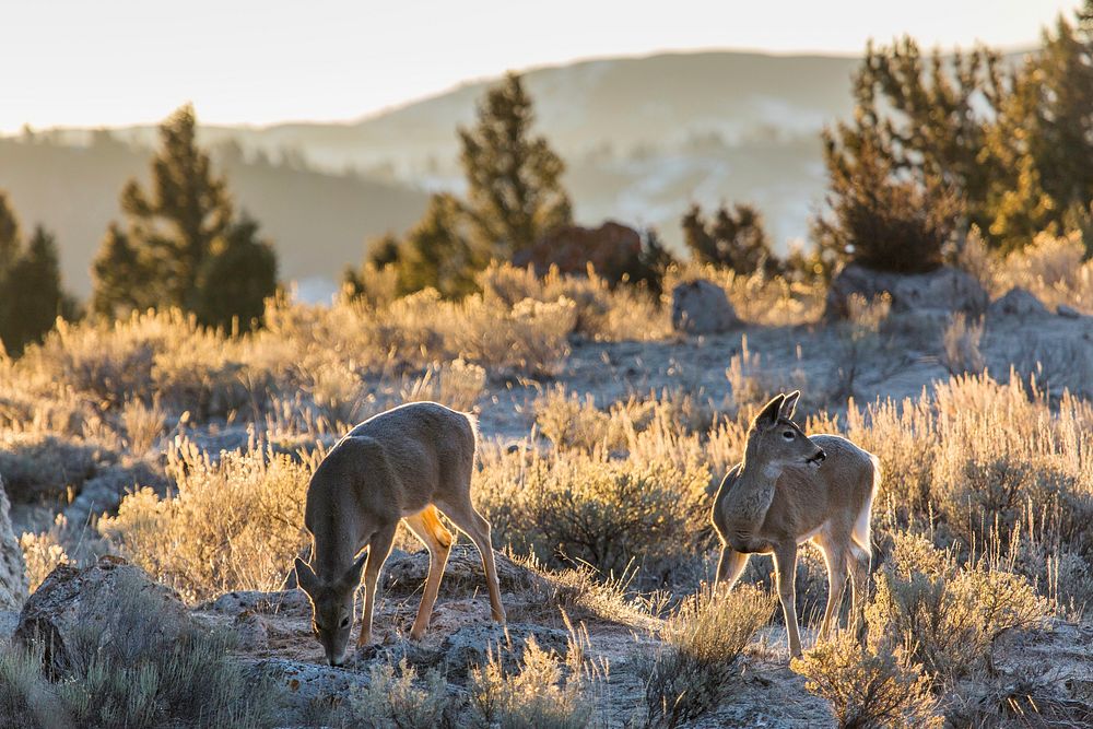 White-tailed deer at Mammoth Hot Springs. Original public domain image from Flickr