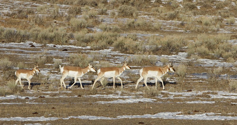 Pronghorn in Gardiner Basin by Jim Peaco. Original public domain image from Flickr