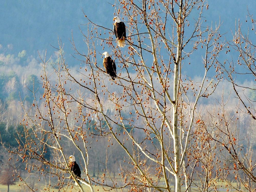 National Bald Eagle Watch Month
