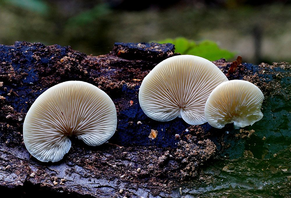 Ivory conch Conchomyces bursaeformis.Ivory conch&ndash; a small, stemless mushroom growing on rotten wood with white gills…