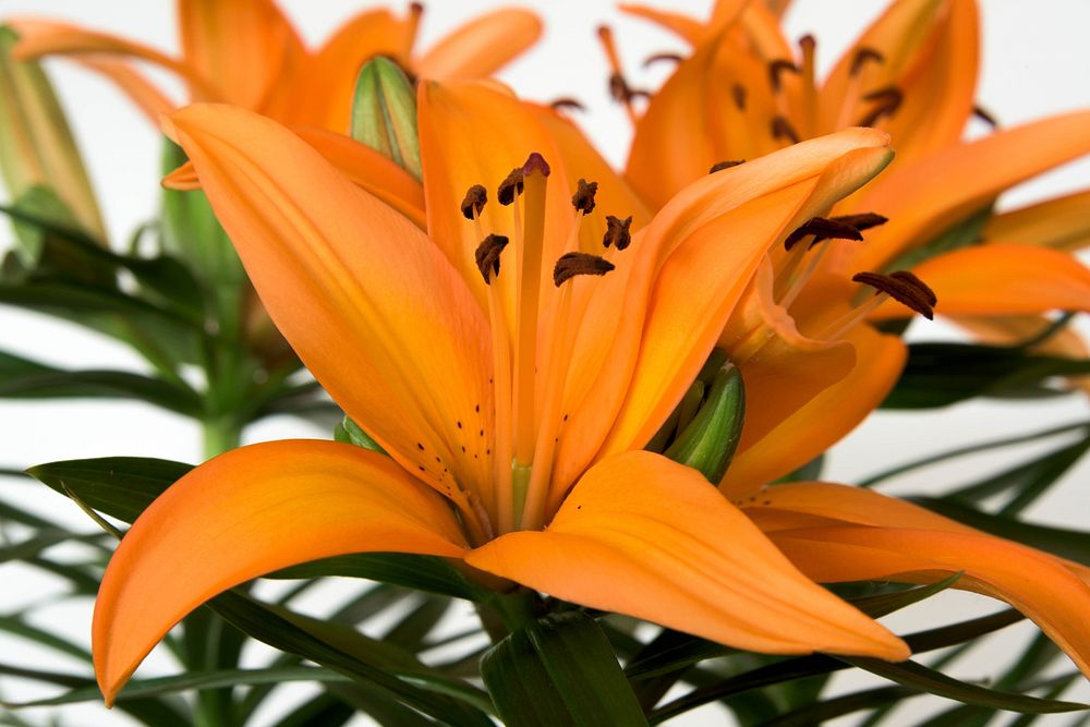 Orange Lily. Original public domain image from Flickr