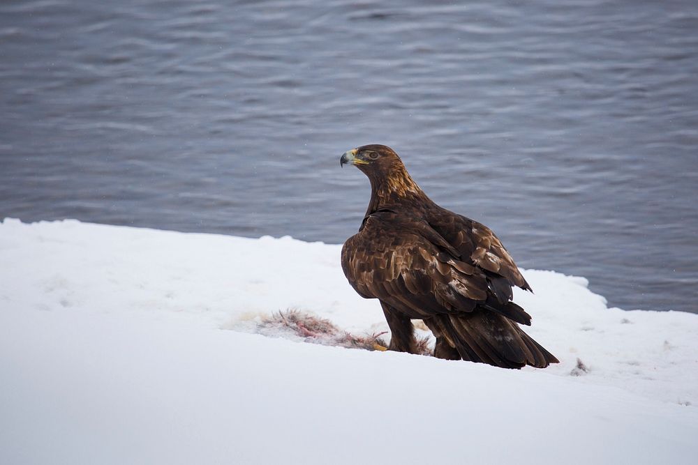 Golden eagle on snow surface. Original public domain image from Flickr