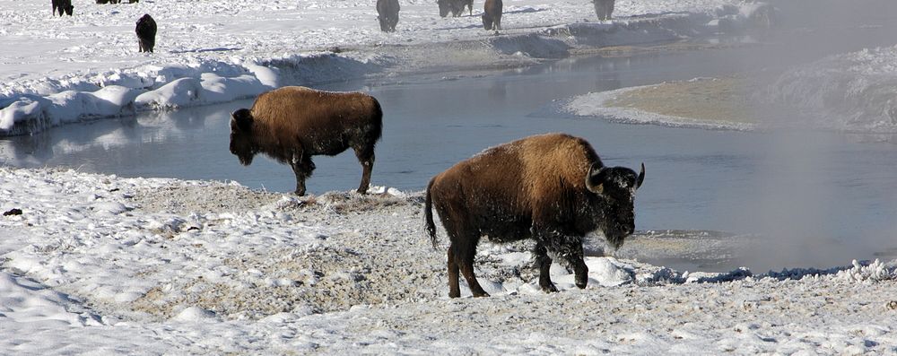 Bison along the Gibbon River by Diane Renkin. Original public domain image from Flickr