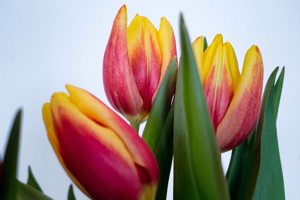 Tulips. Original public domain image from Flickr