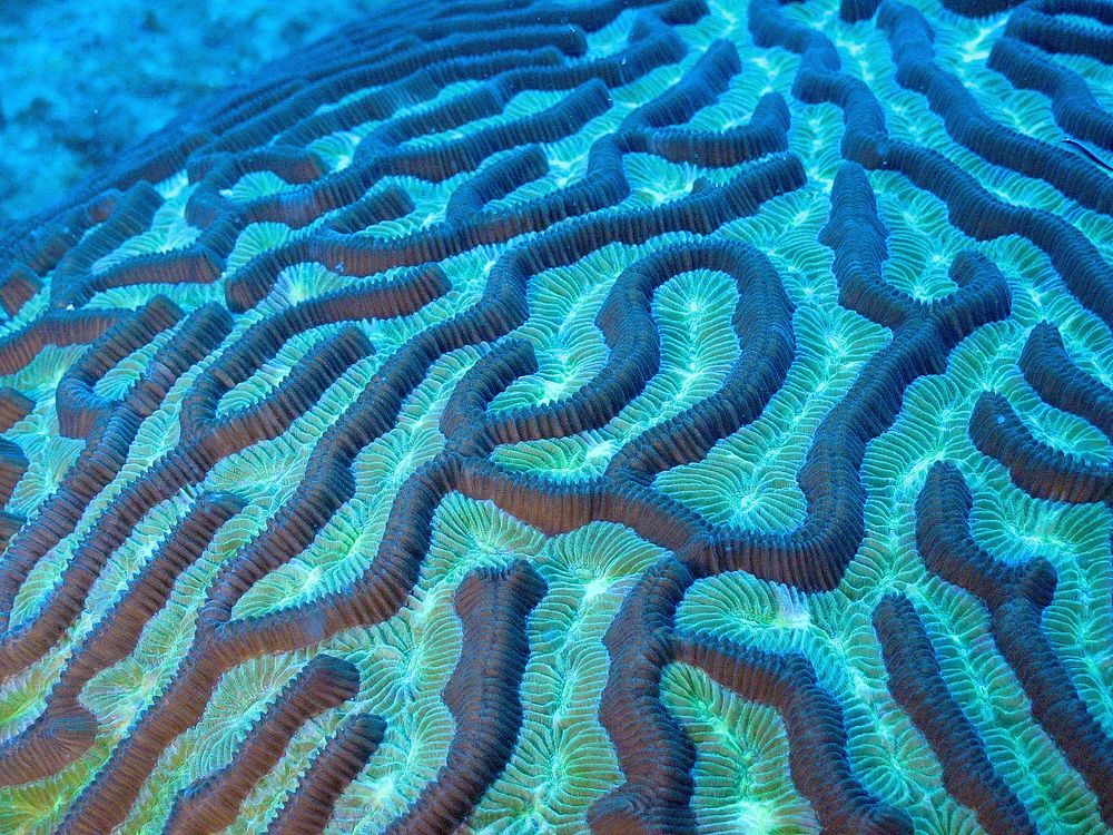 Brain Coral. Original public domain image from Flickr