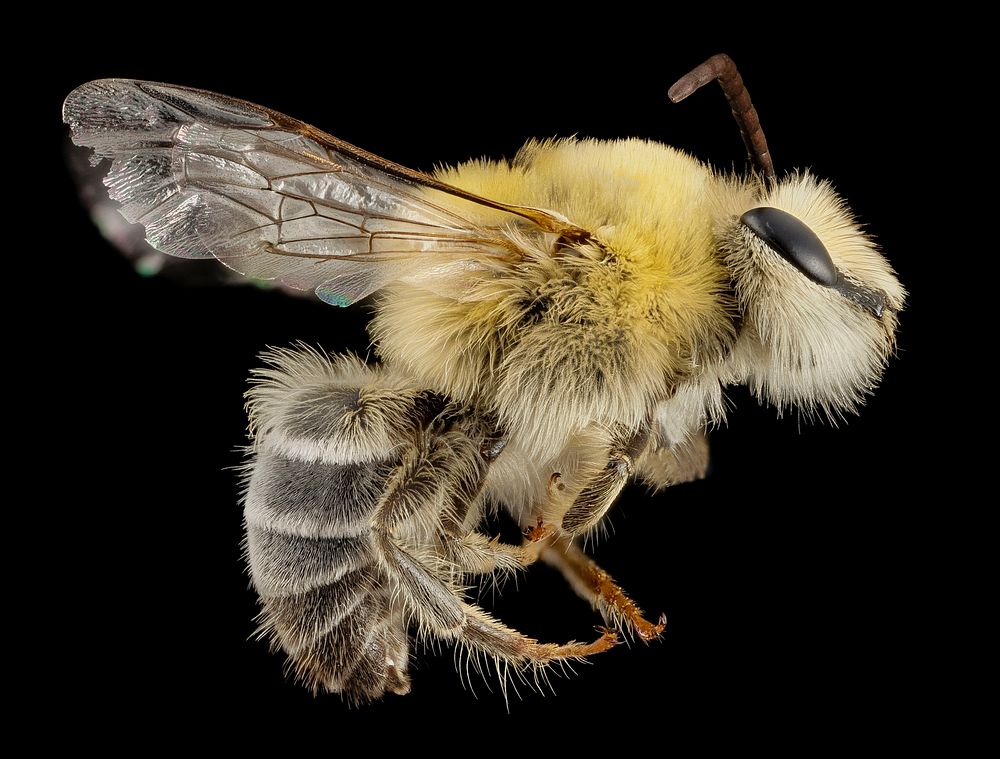 Bearded Bee on black background. Original public domain image from Flickr