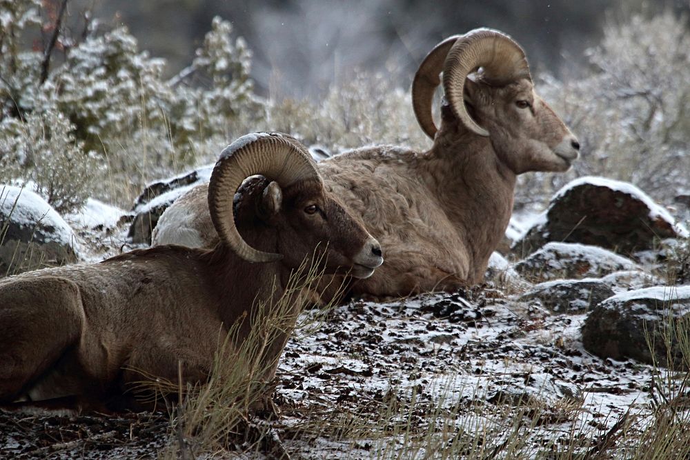 Bighorn sheep rams near Slough Creek by Peggy Olliff Original public domain image from Flickr