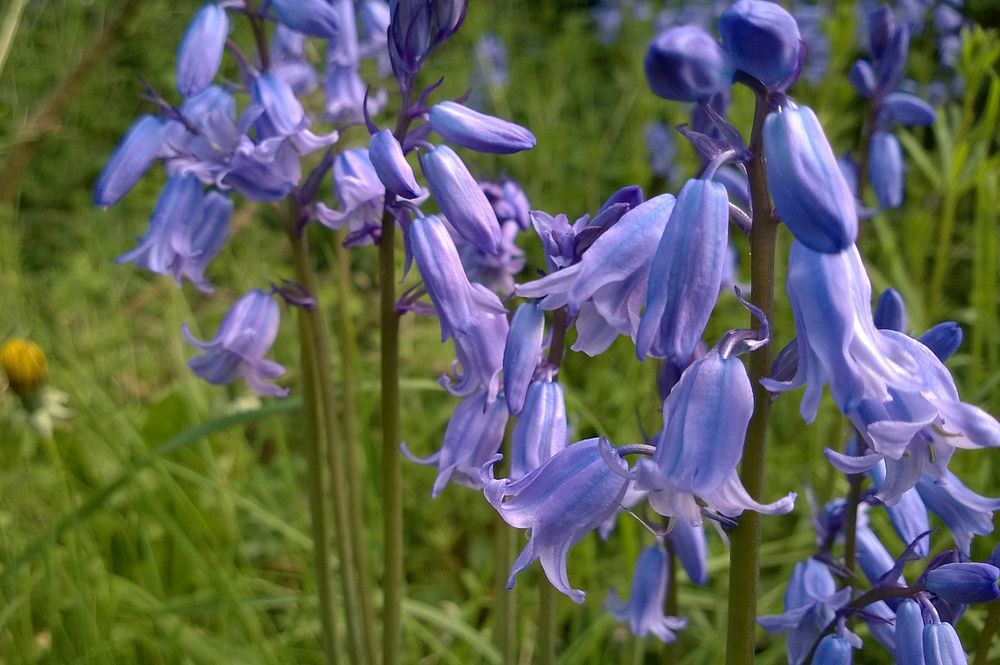 Going NativeWalking along the railway loop line footpath I came across a big patch of wild bluebells, and I think these tick…