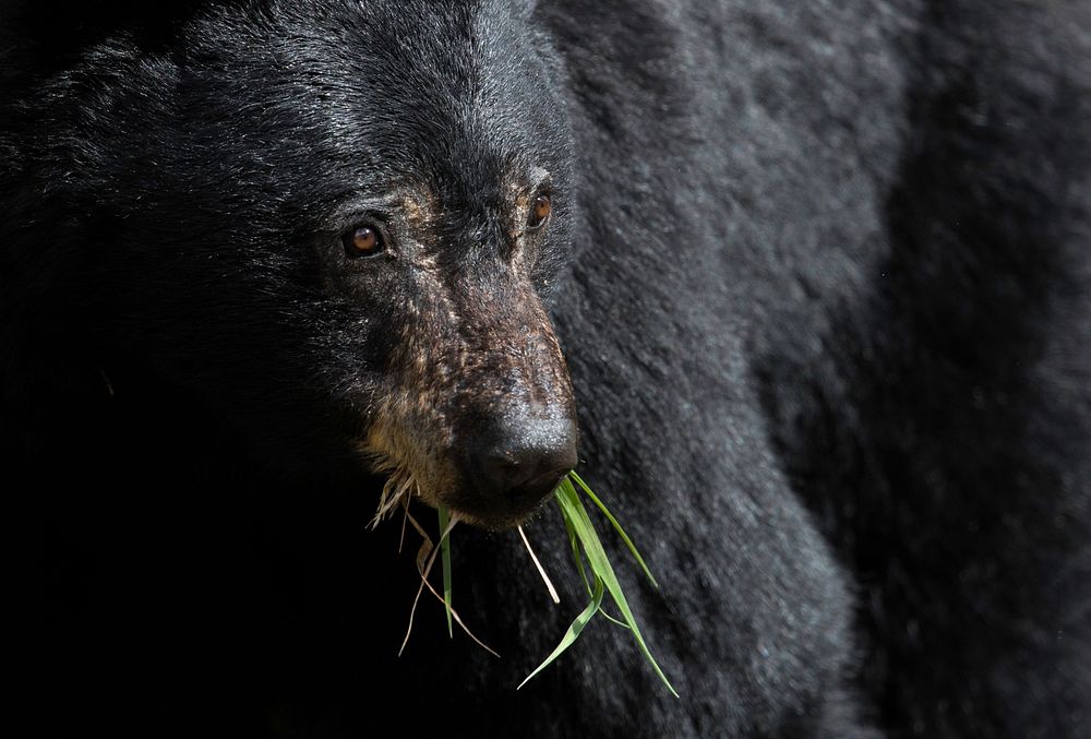 Roadside black bear, Blacktail Deer Plateau. Original public domain image from Flickr