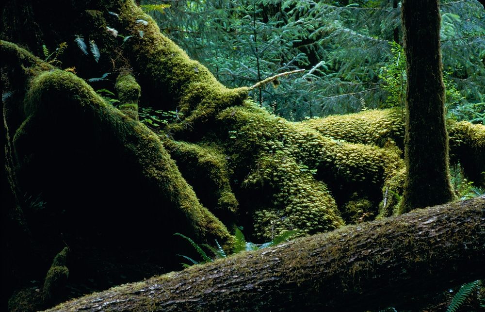 Hoh Rainforest, mossy logs. Original public domain image from Flickr