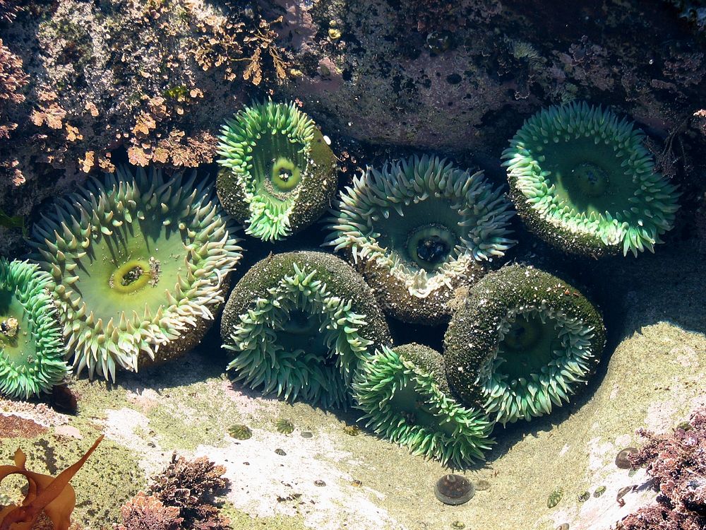 Sea anemones under the sea. Original public domain image from Flickr
