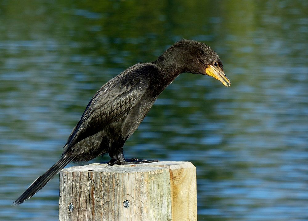 Black Shag NZ.One-third of the world&rsquo;s shag species are found in New Zealand, where they are icons of lake and coastal…