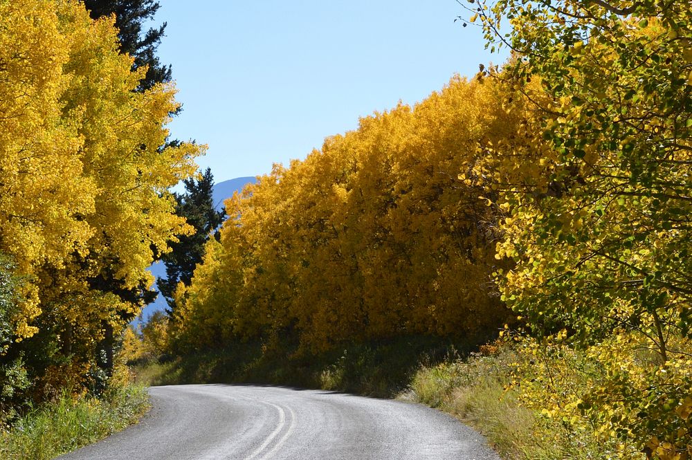 Fall Color. Original public domain image from Flickr