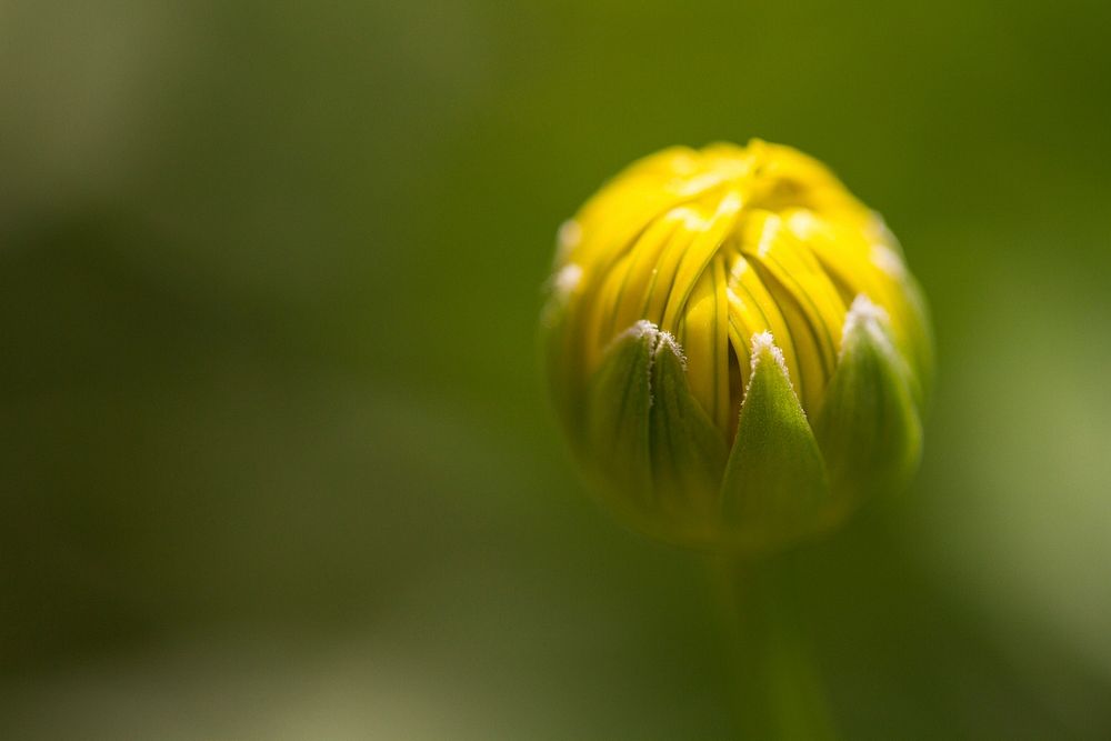 Flower. Original public domain image from Flickr
