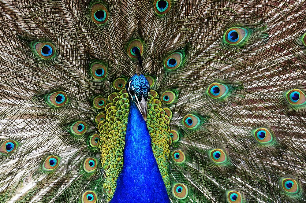 Proud as a Peacock. Original public domain image from Flickr