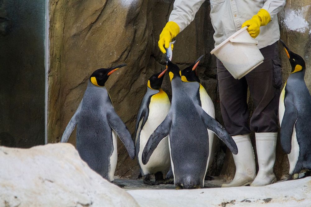 Penguins eating fish at zoo. Free public domain CC0 image.