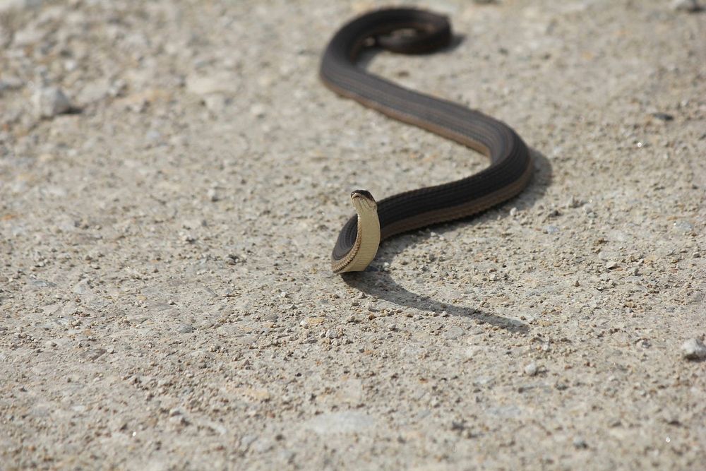 Graham's crayfish snake