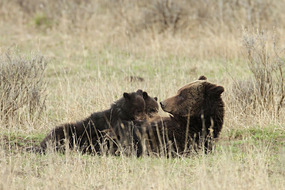 Grizzly sow nursing cubs near Fishing Bridge by Jim Peaco. Original public domain image from Flickr