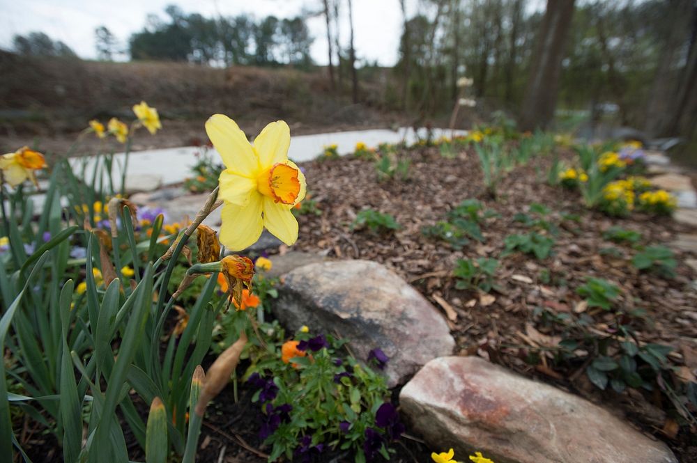 Decorative flowers at the Gwinnett Technical College Horticulture Program's Learning Garden, in Lawrenceville, GA, on…