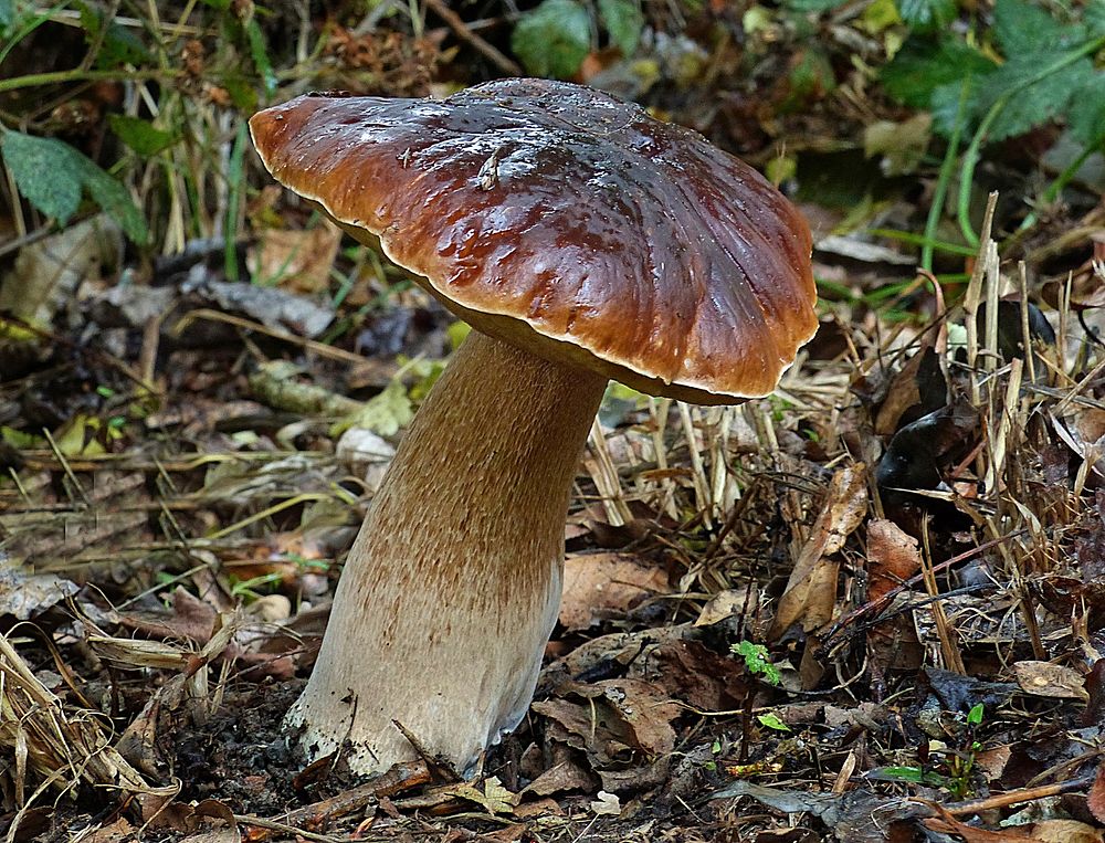 BoletusA bolete is a type of fungal fruiting body characterized by the presence of a pileus that is clearly differentiated…