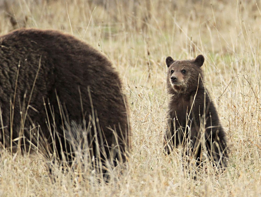 Grizzly cub with sow near Fishing Bridge by Jim Peaco. Original public domain image from Flickr