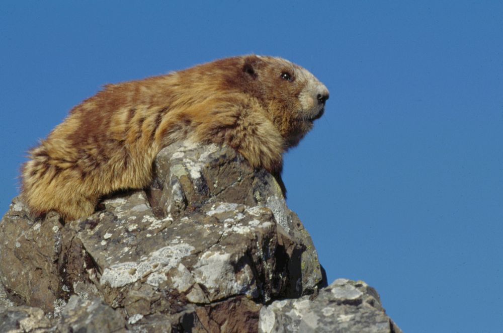Marmot. Original public domain image from Flickr