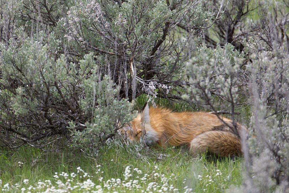 Red fox sleeping in the forest. Original public domain image from Flickr