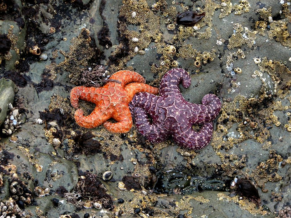 Intertidal photos by Shawn Sheltren please credit. Original public domain image from Flickr