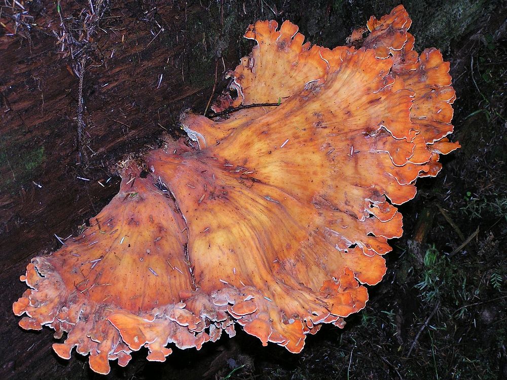 Large orange  Fungus South Fork Hoh trail. Original public domain image from Flickr