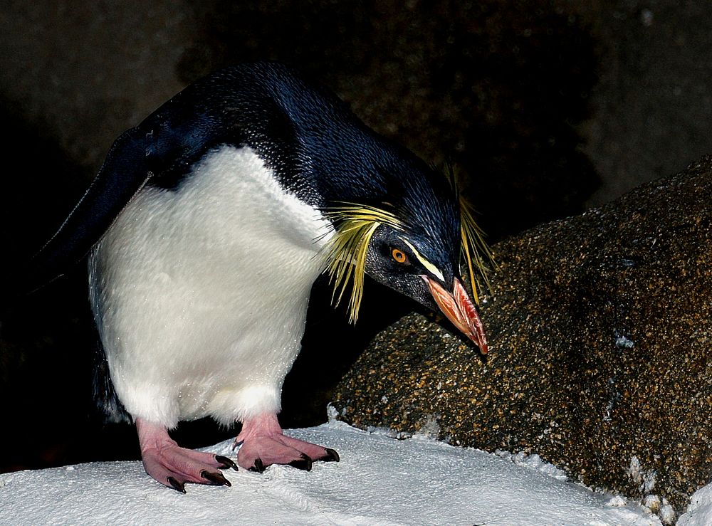 Rockhopper Penguin.Calgary Zoo.