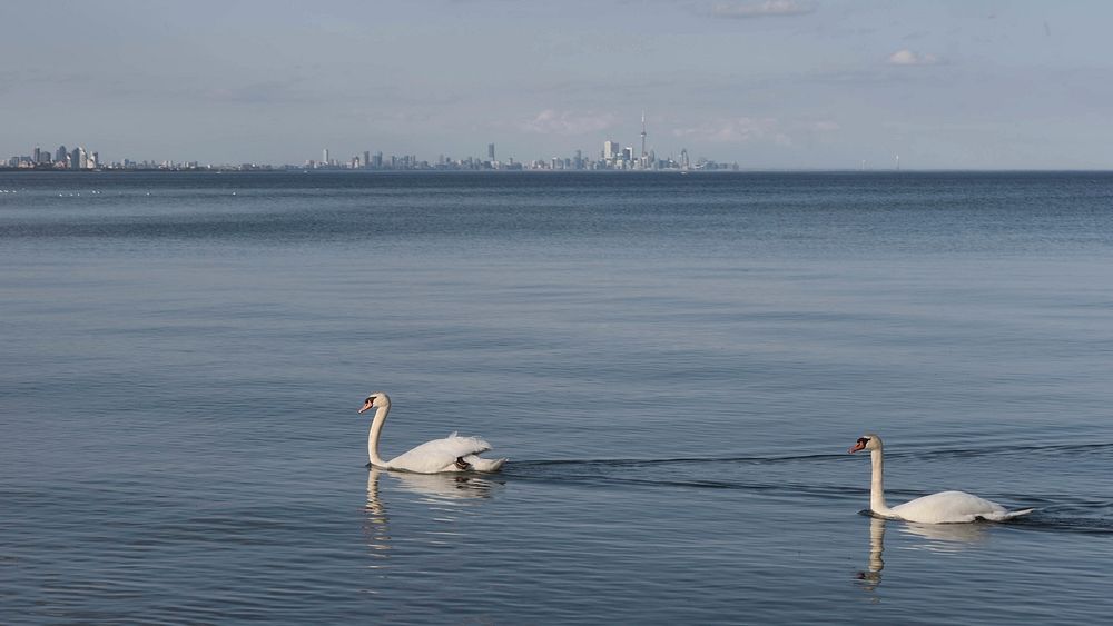 Swans. The Toronto skyline is visible in the distance.