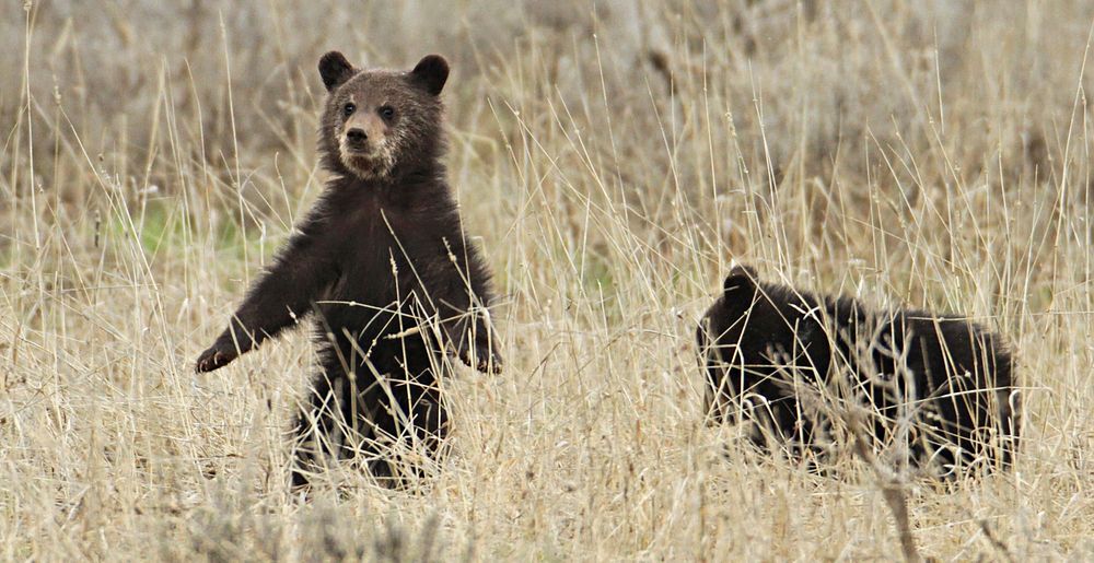 Grizzly cubs near Fishing Bridge by Jim Peaco. Original public domain image from Flickr