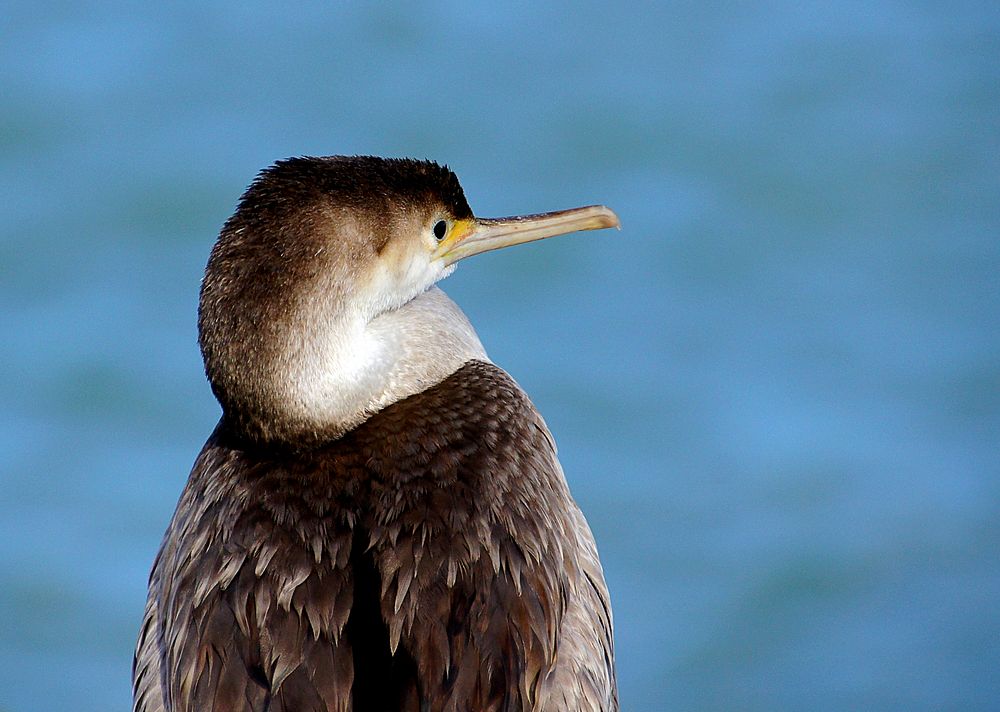 Spotted Shag. NZThe spotted shag or parekareka (Stictocarbo punctatus) is a species of cormorant endemic to New Zealand