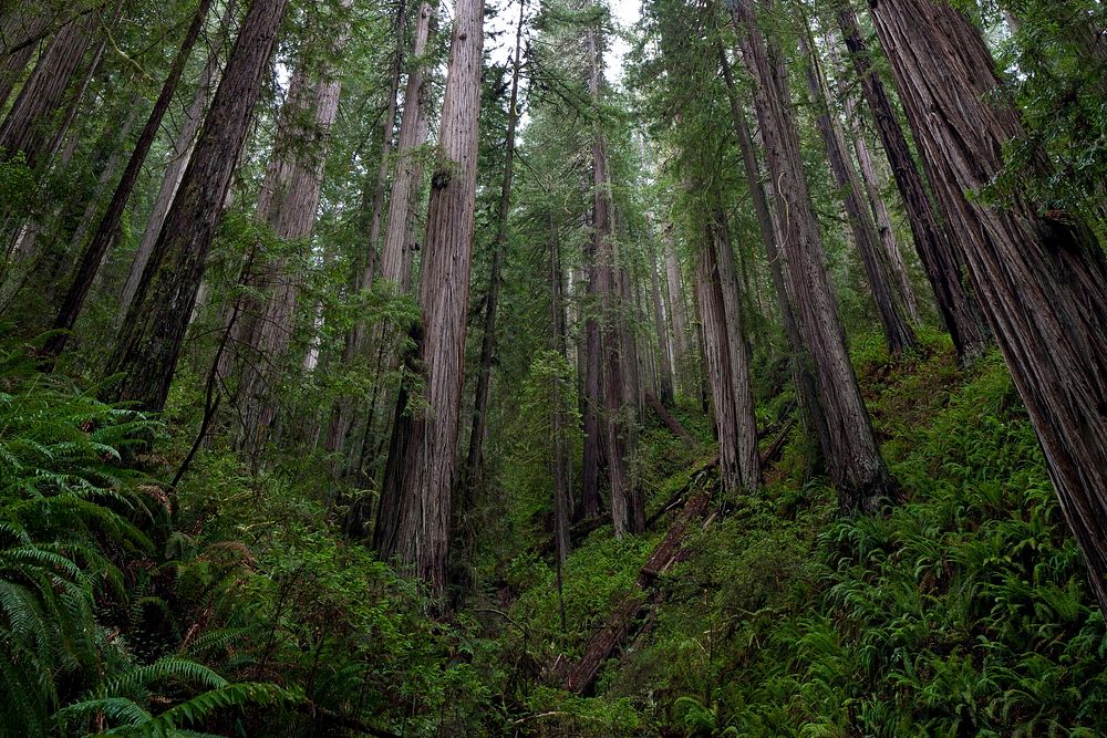 The 7,472-acre Headwaters Forest Reserve was established in 1999 after a decade-long grassroots effort to protect the…