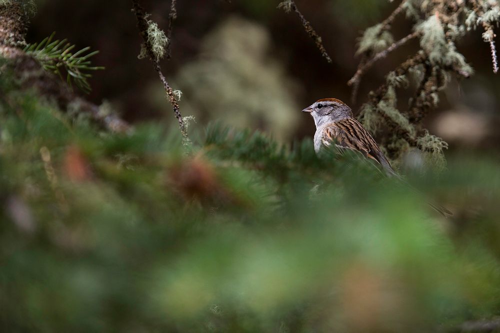 Chipping sparrow, Slough Creek. Original public domain image from Flickr