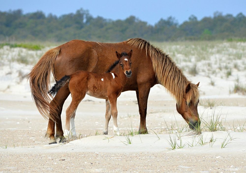 Jojo & New Foal. Original public domain image from Flickr