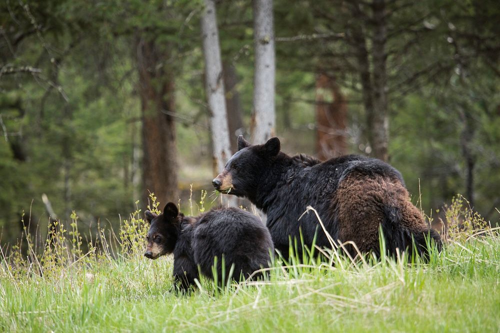 Black bear sow with cub, Tower Fall