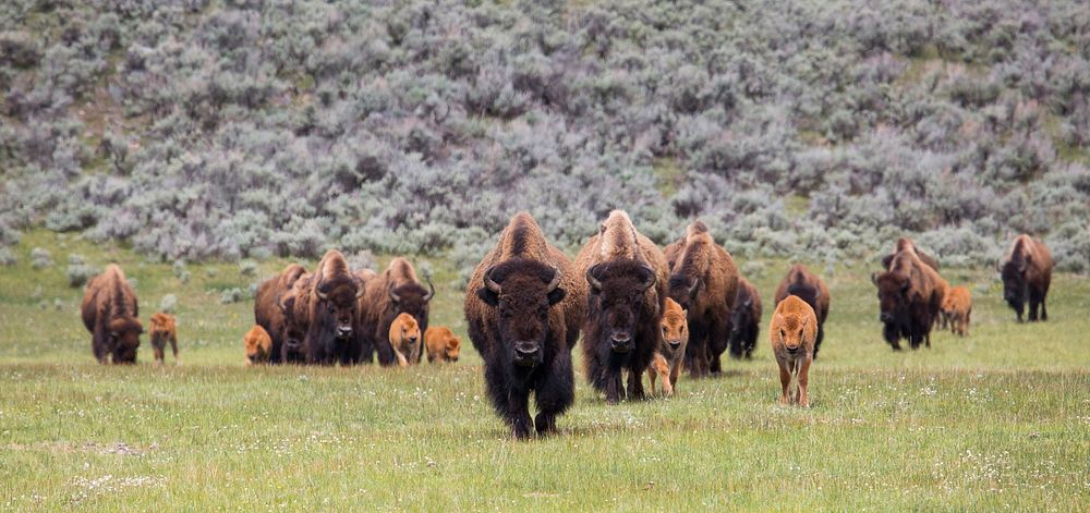 Bison on the move, Lamar Valley