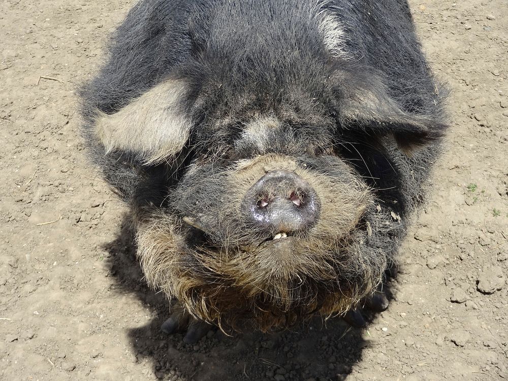 SMILEY PIG. Original public domain image from Flickr