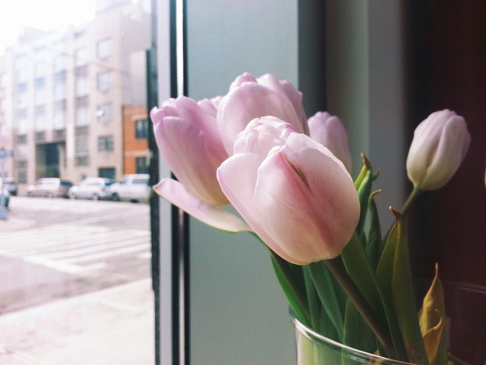 Light Pink Tulips in a Vase.