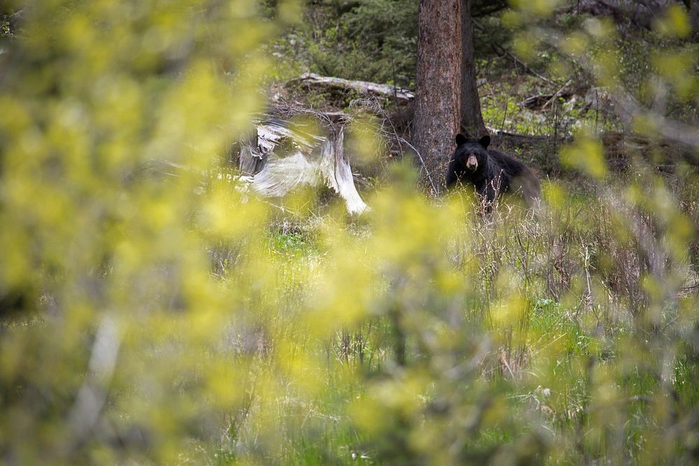 Black bear, Slough Creek