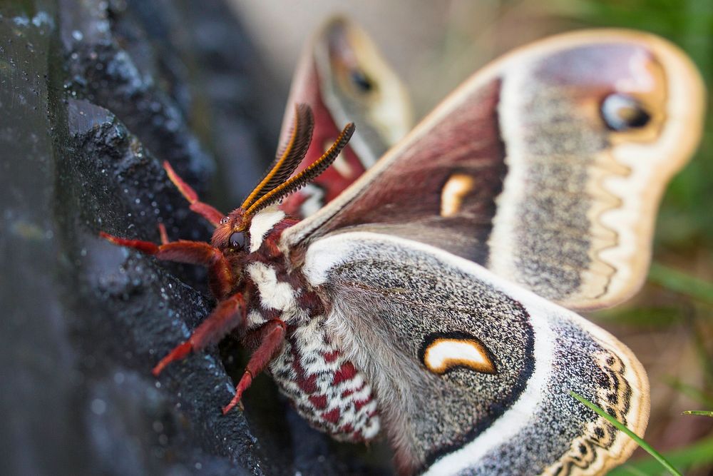Cecropia moth, Mammoth Hot Springs. Original public domain image from Flickr